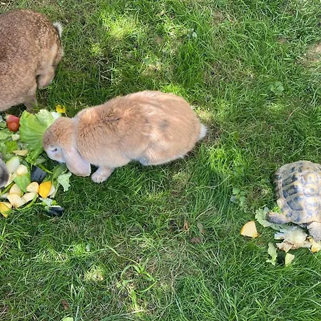 בית כפרי Larre Aundi Rentería