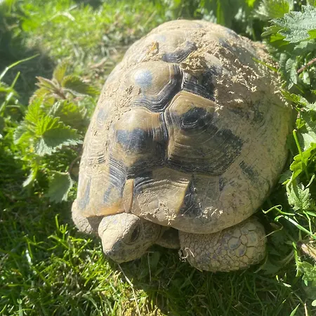 בית כפרי Larre Aundi Rentería