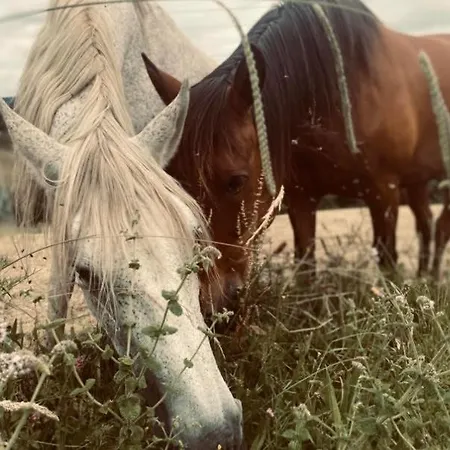 Larre Aundi * Renteria